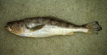 Image of Nebris occidentalis (Pacific smalleye croaker)