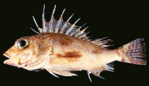 Image of Neosebastes occidentalis (Orangebanded gurnard perch)