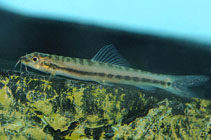 Image of Nemacheilus ornatus 