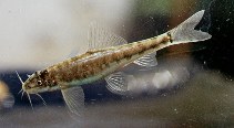 Image of Nemacheilus oxianus (Amu-Darya stone loach)