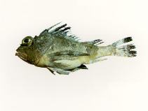 Image of Neosebastes pandus (Bighead gurnard perch)