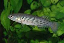 Image of Neofundulus paraguayensis 