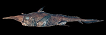 Image of Neoharriotta pinnata (Sicklefin chimaera)