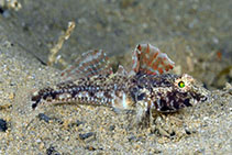 Image of Nesogobius pulchellus (Australian sailfin goby)