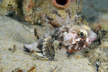 Image of Neosebastes scorpaenoides (Common gurnard perch)