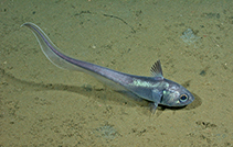 Image of Nezumia stelgidolepis (California grenadier)