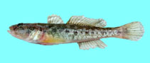 Image of Ponticola syrman (Syrman goby)