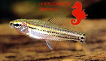 Image of Neolebias trilineatus (Threeline tetra)