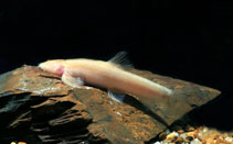 Image of Nemacheilus troglocataractus (Blind cave loach)