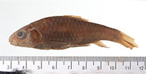 Image of Neolissochilus vittatus 