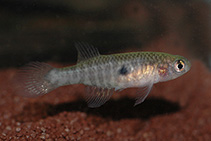 Image of Nematolebias whitei (Rio pearlfish)