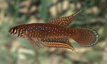 Image of Nematolebias whitei (Rio pearlfish)