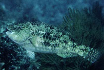 Image of Nicholsina denticulata (Loosetooth parrotfish)