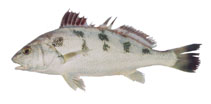 Image of Nibea maculata (Blotched croaker)