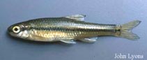 Image of Notropis anogenus (Pugnose shiner)