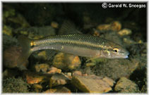 Image of Nocomis asper (Redspot chub)