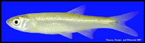 Image of Notropis atherinoides (Emerald shiner)