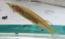 Image of Nomorhamphus celebensis (Poso halfbeak)