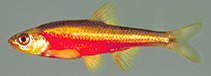 Image of Notropis chiliticus (Redlip shiner)