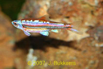 Image of Notropis chrosomus (Rainbow shiner)