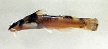 Image of Noturus elegans (Elegant madtom)