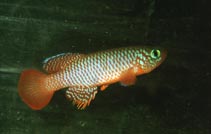 Image of Nothobranchius flammicomantis 