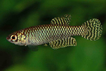 Image of Notholebias fractifasciatus 