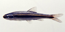 Image of Notropis harperi (Redeye chub)