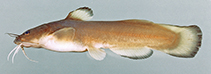 Image of Noturus insignis (Margined madtom)