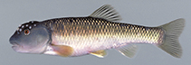 Image of Nocomis leptocephalus (Bluehead chub)