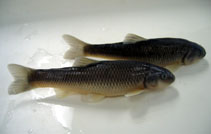 Image of Nocomis leptocephalus (Bluehead chub)