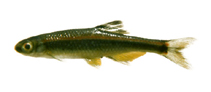 Image of Pteronotropis metallicus (Metallic shiner)