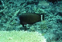 Image of Novaculichthys taeniourus (Rockmover wrasse)