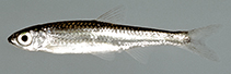 Image of Notropis telescopus (Telescope shiner)