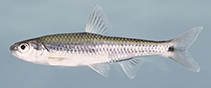 Image of Notropis texanus (Weed shiner)