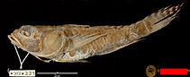 Image of Obliquogobius cometes 