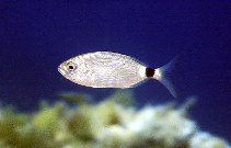 Image of Oblada melanurus (Saddled seabream)