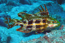 Image of Heteroscarus acroptilus (Rainbow cale)