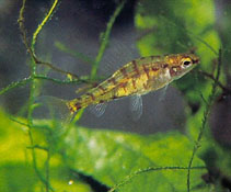 Image of Odontocharacidium aphanes (Green dwarf tetra)