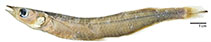 Image of Odontesthes perugiae 