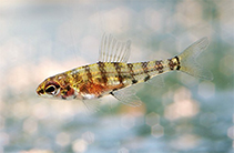 Image of Odontocharacidium varii 