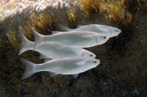 Image of Oedalechilus labeo (Boxlip mullet)