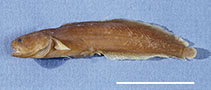 Image of Ogilbia boydwalkeri (Professor brotula)