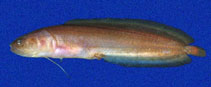 Image of Ogilbia deroyi (Deroy\