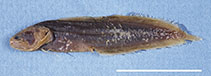 Image of Ogilbia jeffwilliamsi (William\