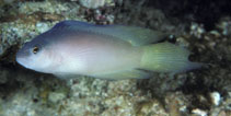 Image of Oxycercichthys veliferus (Sailfin dottyback)