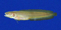 Image of Ogilbia ventralis (Gulf brotula)