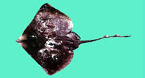 Image of Okamejei hollandi (Yellow-spotted skate)