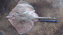 Image of Orbiraja jensenae (Sulu Sea skate)