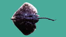 Image of Okamejei meerdervoortii (Bigeye skate)